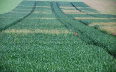 . Agrostis stolonifera kweekgras 1986 ureumverbindingen,.