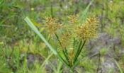 Knolcyperus Knolcyperus Keuze Quarantaine-status opgeheven Geen meldingsplicht meer naar FAVV Wel verplichte bestrijding, zoals bestrijding distels Vanaf 2016 opgenomen in IPM: Verbod