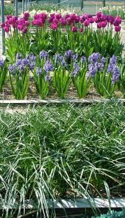 Aantal stengelaaltjes per kg grond 20 uitgangssituatie 2003 2003-2004 jaar 1 2004-2005 jaar 2 15 10 5 0 braak tulp hyacint krokus Figuur 7.