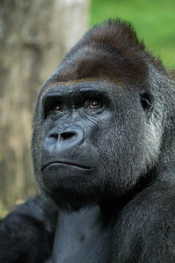 Met gemak maakt hij een spagaat. Een lenige aap dus. Er zijn steeds minder orang-oetans op aarde.