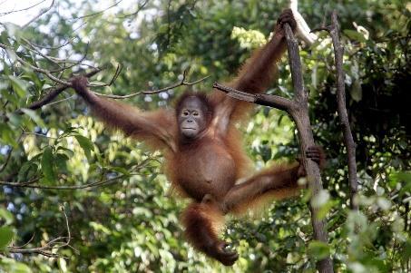 Maar het tropisch regenwoud waar de orang-oetans in leven, verdwijnt langzaam. Het wordt gekapt voor het hout.