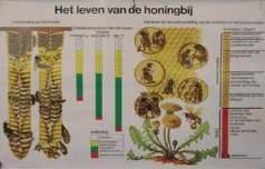 POSTERS & UITHANGBORDEN DIVERSE KLEURENPOSTERS 931191 Poster van bijen 69 x 98,5 cm 93120 Poster " het leven van de honing bij" 62 x 85 cm 931201 Poster "les travaux de l abeille ouvrière" 931202