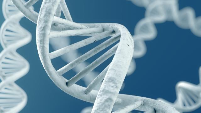Genen & embryo s Wat kan, wat