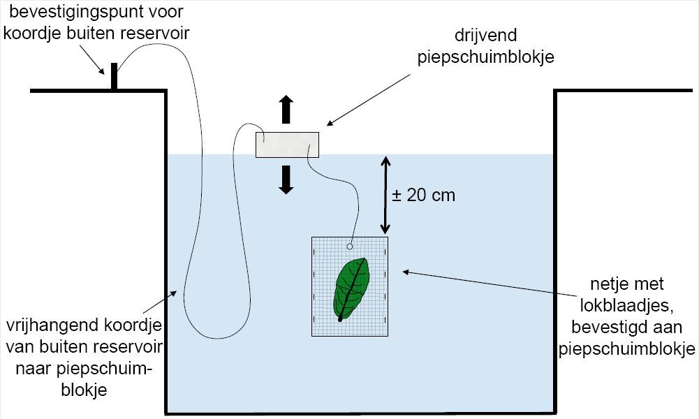 In het laboratorium worden de waterstalen gefilterd en op twee verschillende voedingsbodems geïncubeerd.