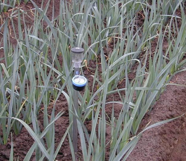 Voordelen tensiometers: - Eenvoudige meting: geeft zuigkracht (onderdruk) weer die plantenwortels ondervinden op meetplaats.