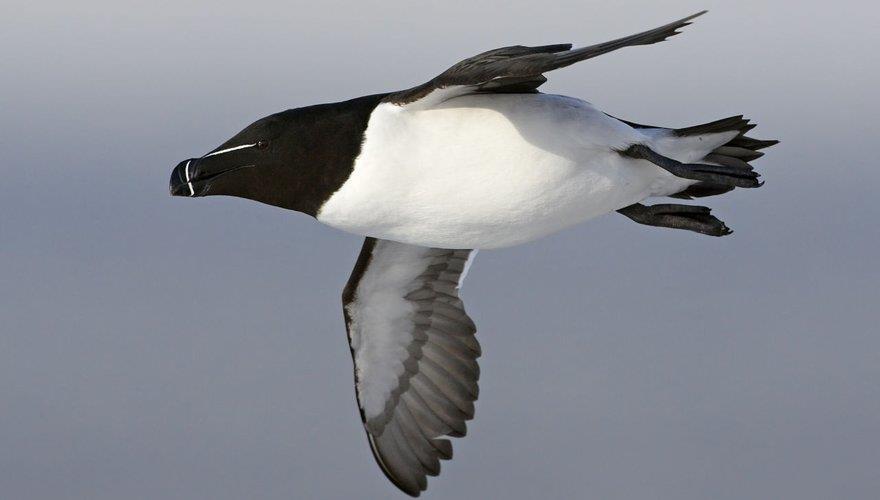 Ter hoogte van de Shetlandeilanden nog steeds veel alkachtigen, maar gaandeweg ook meer papegaaiduikers en grote jagers. Tijdens de hele reis worden we vergezeld door noordse stormvogels.