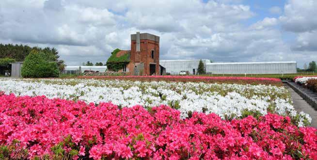 Trots mogen we stellen dat Lochristi nog steeds wereldmarktleider is inzake de productie van o.a. azalea s en begonia s. Tot ver buiten de landsgrenzen worden onze producten aan de man gebracht.