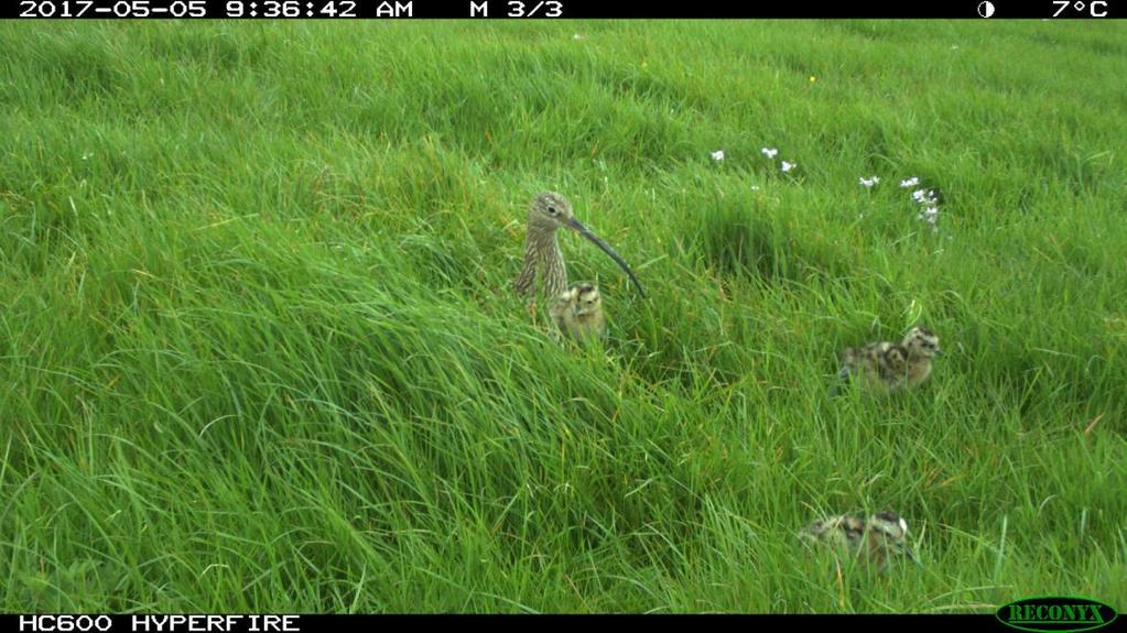 A&W-rapport 2236 Predatie en predatoren bij weidevogels in