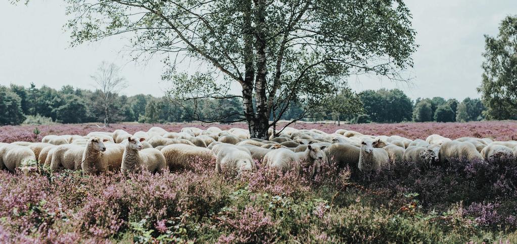 13 DUURZAAM EN ENERGIE NEUTRAAL In Land van Dico woon je duurzaam en energieneutraal. De hele wijk wordt aardgasvrij ontwikkeld. Zo is je huis nu al voorbereid op de groene toekomst.