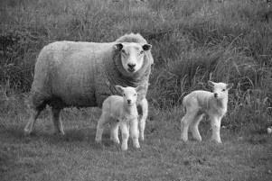 Schaapskooidienst 1 e pinksterdag (4 juni) 1 e pinksterdag wordt er als het weer het toelaat een kerkdienst gehouden op het veld naast de schaapskooi van het Geldersch Landschap aan de Droefakkers.