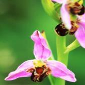 waarde van bedrijventerreinen voor natuur