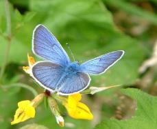 Bedrijven helpen vlinders Bedrijven helpen vlinders Klaverblauwtje (photo Jos Lycops) http://www.vlinderwerkgroep.be/literatuur-1/klaverblauwtje_24_01_2008.