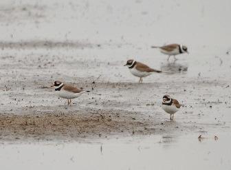 Kievit (familie plevieren) Kuifeend Meerkoet Torenvalk Graspieper Visdief Grote stern (willen ze