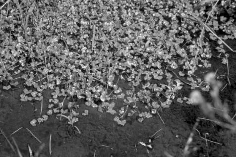 aanliggende poel (poel 2 in bijlage 3), begroeid met klimopwaterranonkel (Ranunculus hederaceus), bemonsterd. Deze poel is na verloop van tijd opgedroogd (figuur 7).