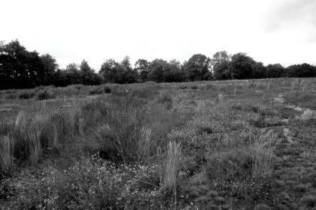 Dit deel was in het begin kaal. De rest van het gebied heeft een lage begroeiing van grassen en kruiden.
