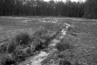 3.1.2 De bronbeek Figuur 18 De ontwikkeling van de bronbeek in de eerste jaren na herinrichting (foto links: 7 maart 2000, foto rechts: 1 mei 2001).