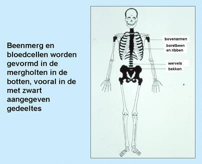 01 INLEIDING Uw behandelend artsenteam is van oordeel dat een allogene stamceltransplantatie in uw specifiek geval de beste behandelingsoptie is.