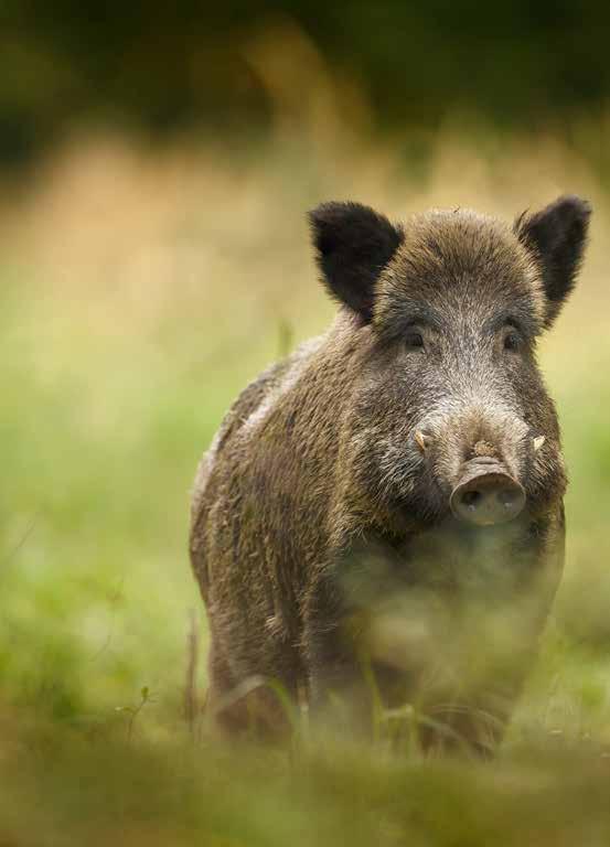 De bijzondere wildsmaak van het everzwijn is te danken aan de gevarieerde voeding van deze omnivoor.