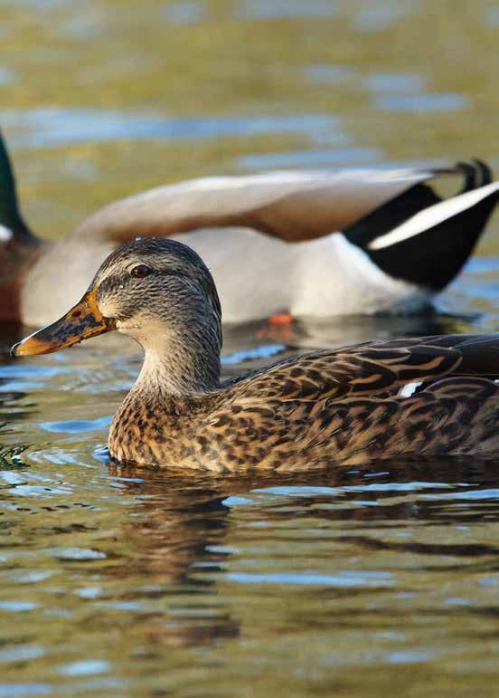 En in de ochtend vliegen ze weer terug naar hun rustplekken op grote waterplassen of in kleine slootjes.