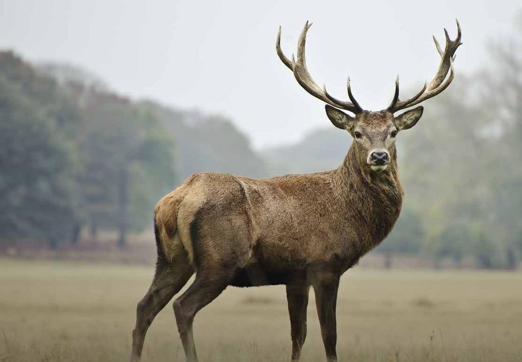 Op het gebied van wild is jarenlange ervaring opgedaan met jagers in Nederland en leveranciers in binnen- en buitenland die zorgen voor een gedegen basis.