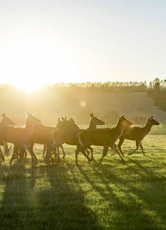 Fern Farms, de grootste producent van Nieuw- Zeeland.