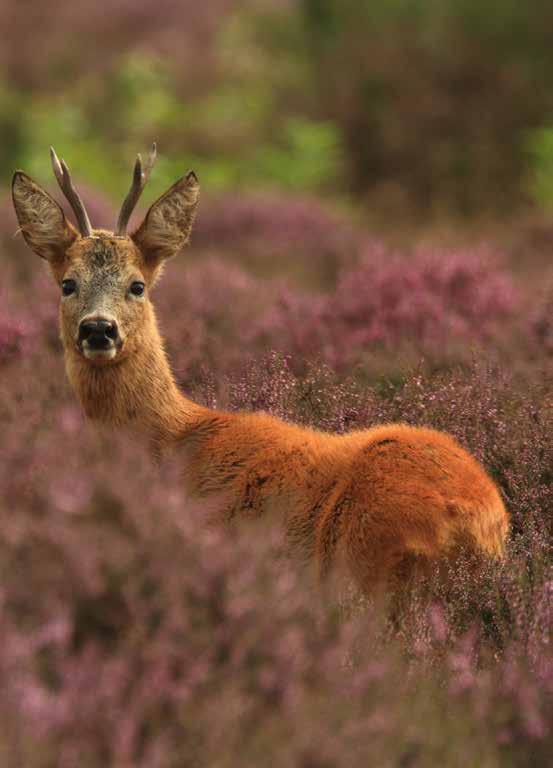 eten ze in de herfst eikels. Dit resulteert in heerlijk mals vlees met een delicate smaak.