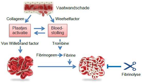 De relatie tussen bloedingen en andere stollingseiwitten bij de ziekte van Von Willebrand Het ontstaan en de ernst van bloedingen kan sterk variëren in mensen met de ziekte van Von Willebrand.