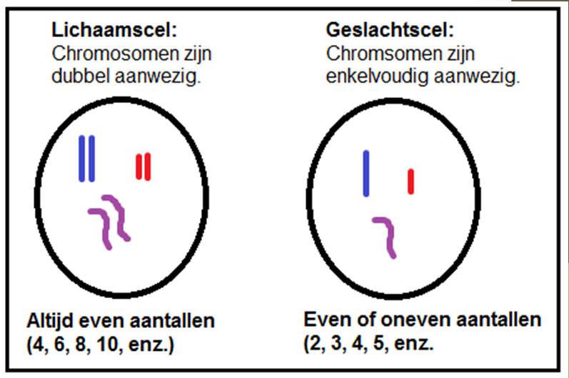 Chromosomen in lichaamscellen ij een mens in een lichaamscel 23 paar