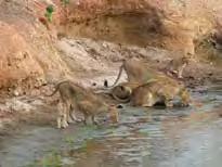 Pools 3 nachten FB Dag 09 12 Mana Pools Tented Camp 3 nachten FI* Dag 12 13 chartervlucht naar Harare transfer naar Bronte Garden Hotel 1 nacht B&B Dag 13 transfer naar Harare Airport voor aanvang