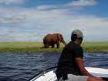 Vanaf de boot onderneemt u met uw privé gids boeiende wandelsafari's en tussen de safari's door vaart de boot telkens naar een andere locatie terwijl u kunt genieten van een drankje op het dek, een