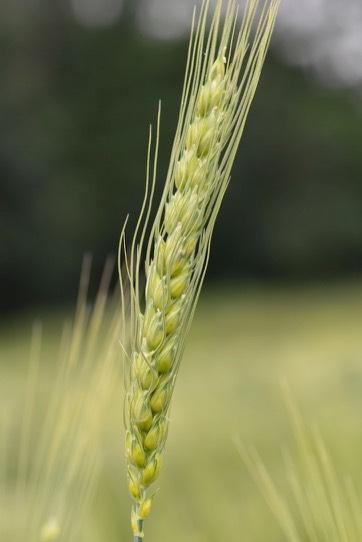 Natuurakkers om allerlei oude