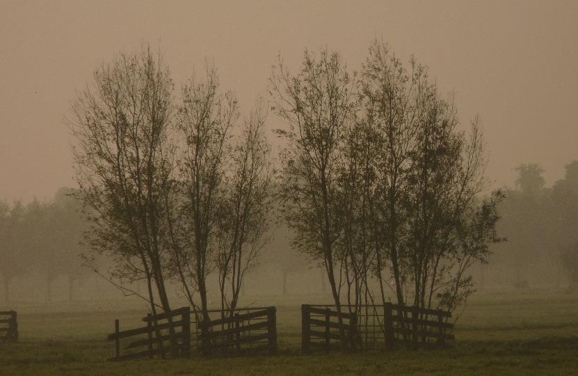 Landschapselementen; hoe zien ze eruit? 2017 Landschapselementen die in aanmerking komen voor de regeling Vouchers voor Landschapselementen bestaan uit inheemse bomen en struiken.