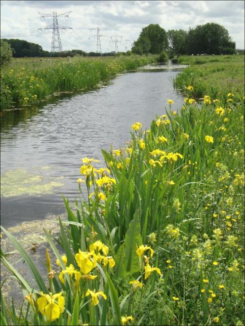 5 Natuurvriendelijke oever Een afgevlakte oever langs de sloot met een natuurlijke vegetatie. De oever heeft minimaal een breedte van 2 meter en een helling van minimaal 1:3.