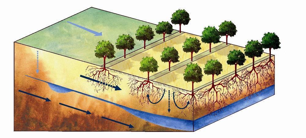 Waterhuishouding Invloed op waterhuishouding (en dus droogte wateroverlast) Bomen en gewas: is er