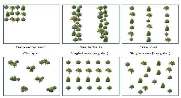 Agroforestry: wat is het?