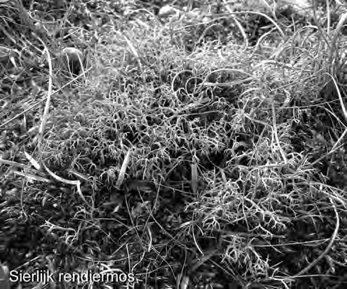 Korstmossen in Solleveld, een eerste verkenning Epifyten worden vaak verdeeld naar het substraat waarop ze groeien, zoals zure schors en neutrale tot basische schors.