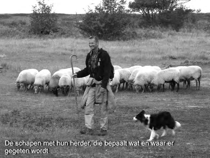 De kostmossen uit het geslacht Cladonia zijn sterk vertegenwoordigd. Dit heeft mede te maken met de aanwezigheid van duinheide en heischraal grasland in oostelijk deel van Solleveld.