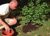 U kunt compost ook mengen met de oude potgrond waarin de Compostgebruik in moes- en fruittuin, of op het gazon potplanten tot dan toe wortelden.