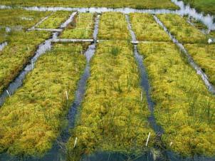 Figure 5 left: development of peat mosses on former agricultural land with peaty soils in the Oosterpolder (Groningen) after the removal of the nutrient rich top layer (photo: Mark Mullekom); right: