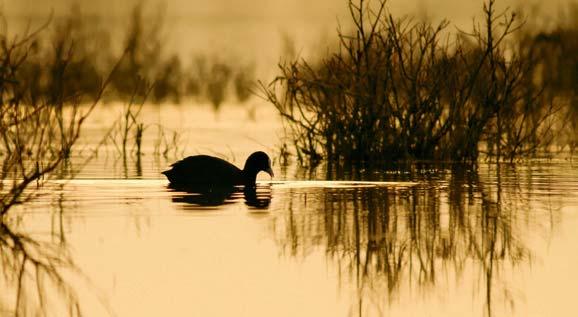 Foto Pieter Pepping fers: nieuwe landschappen die permanent veranderen. Ze zuigen zich dik als een spons en verdrogen daarna zienderogen.