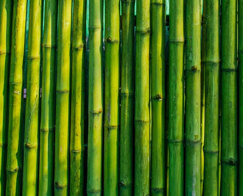 MOSO International BV We zijn marktleider in Europa en horen tot de grootste bamboe-importeurs ter wereld, dus logisch dat we daar onze rol pakken.