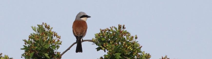 Grauwe klauwier kroon op werk Boerenbuitengebied Muntendam Werkgroep Grauwe Kiekendief In 2015 startte de Werkgroep Boerenbuitengebied Muntendam met het herinrichten van overhoekjes en de