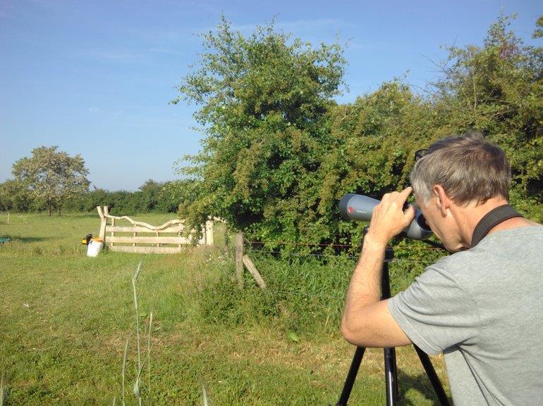 Mannetje grauwe klauwier, zingend in de top van een meidoorn in een speciaal voor deze soort ingericht overhoekje. Muntendam, 28 mei 2018.