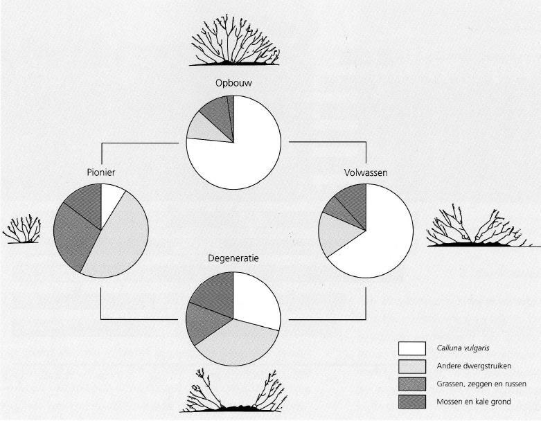 Figuur met de 4 fases van de levenscyclus van heide Verbossing Een heidelandschap is een open landschap dat zonder beheer evolueert naar bos.