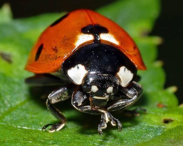 8. Het lieve-heers-beestje Onder een stuk hout slaapt een groepje