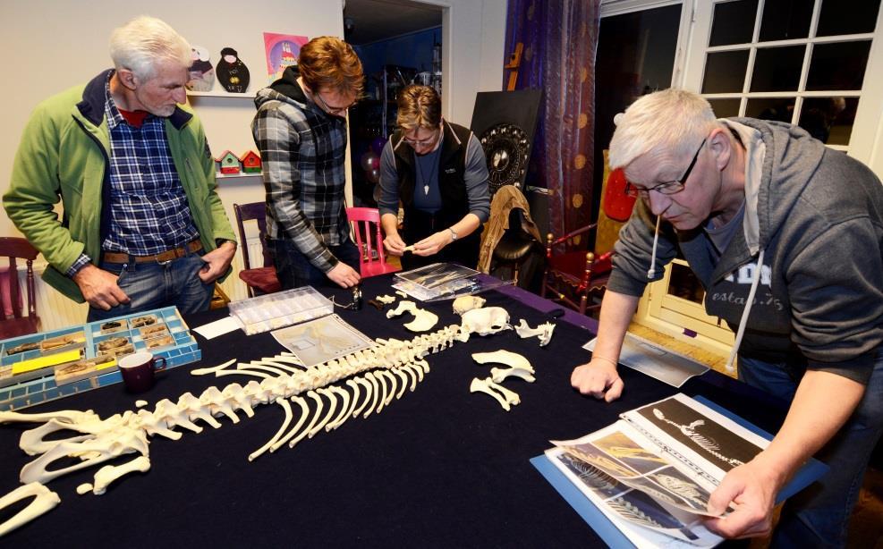 BOTTEN WERKGROEP GEOLOGIE KZGW Lex Kattenwinkel WORKSHOP MET COMPLEET SKELET GEWONE ZEEHOND Dankzij een contact van Betty Ras in de wereld van dierpreparateurs kreeg zij tijdelijk de beschikking over