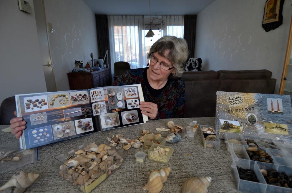 VOLUTA 21/1 februari 2015 Afb. 9: Henny Lukasse toont haar eerste fotoboek van de Kaloot, rechts het tweede fotoboek. Op de voorgrond enkele aan de Kaloot gevonden schelpen. Foto s Lex Kattenwinkel.