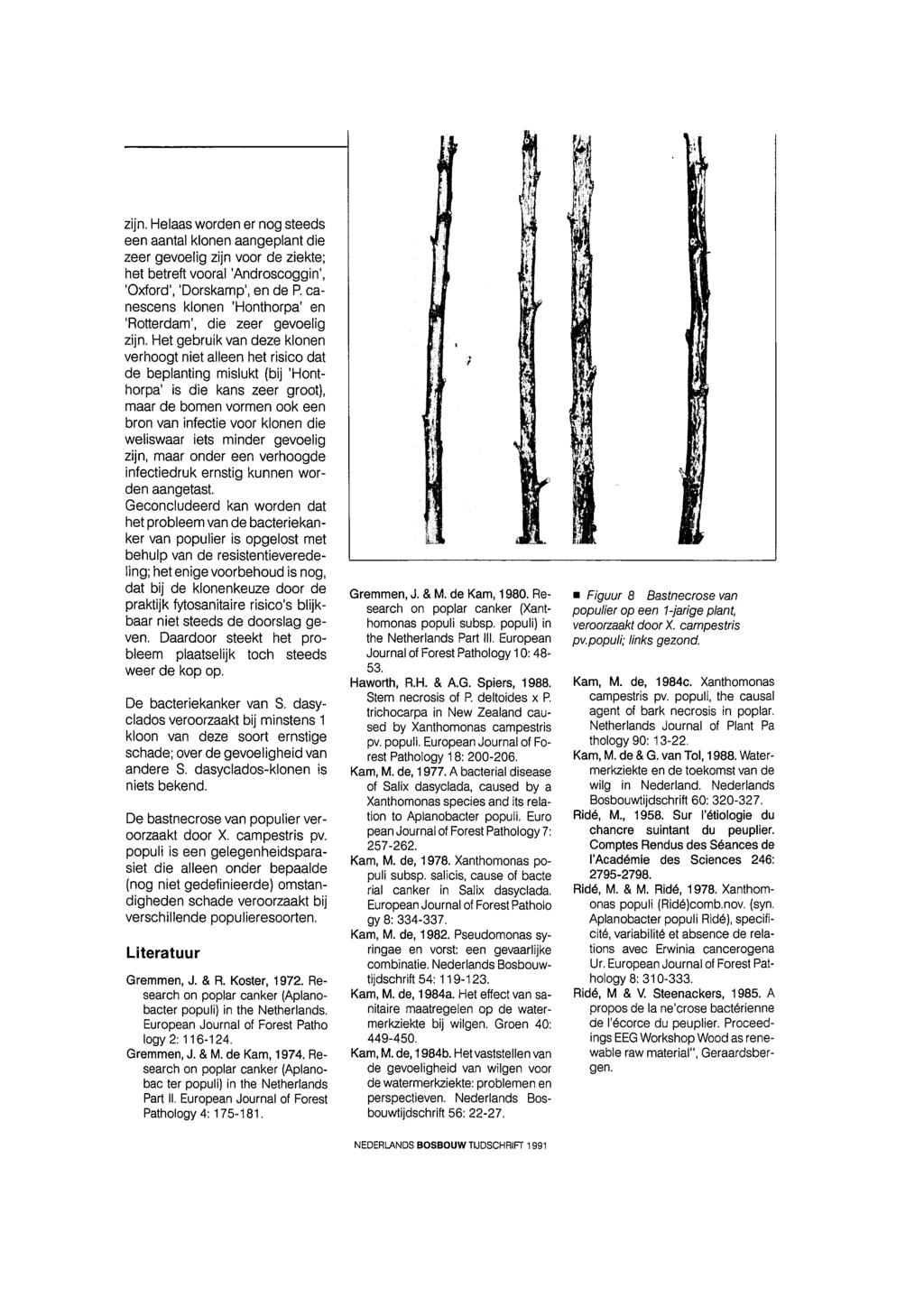 zijn. Helaas worden er nog steeds een aantal klonen aangeplant die zeer gevoelig zijn voor de ziekte; het betreft vooral 'Androscoggin', 'Oxford', 'Dorskamp', en de P.