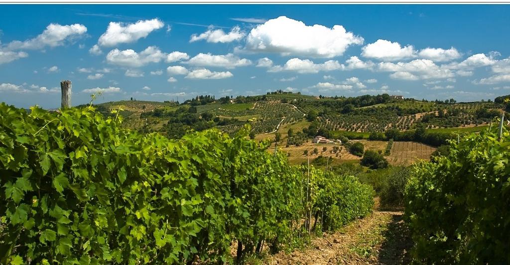 Carta dei vini Wijnkaart Italië is een wijnland met een geheel eigen karakter. Het klimaat varieert enorm. Koele bergen in het noorden tot aan de droge vlaktes in het zuiden.