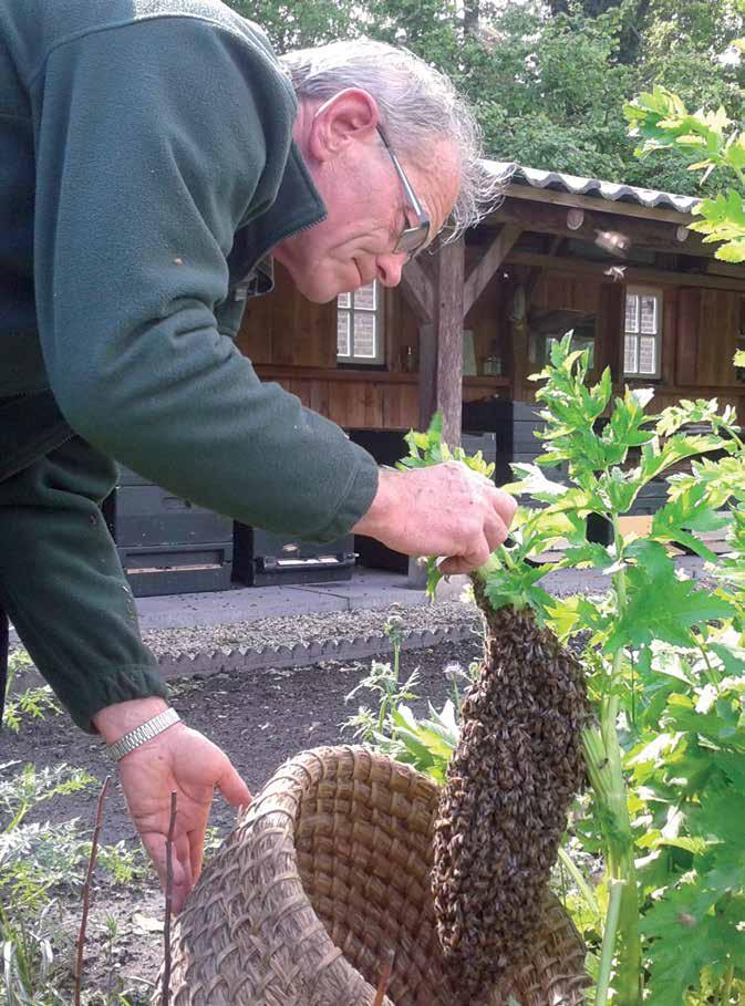 honing uit de moestuin Sinds 2005 beschikt de moestuin van Twickel over een eigen bijenstal, bestaande uit zestien kasten met evenzoveel volken.